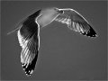 45 - Graceful gull - GAUL VIKI - canada